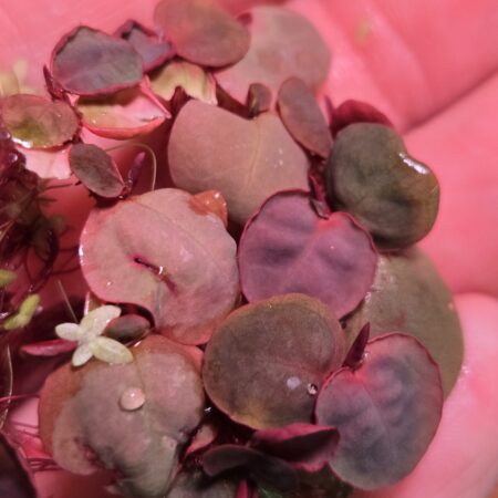 Close-up of Red Root Floater Portion resting on hand, showing red and green round leaves close up