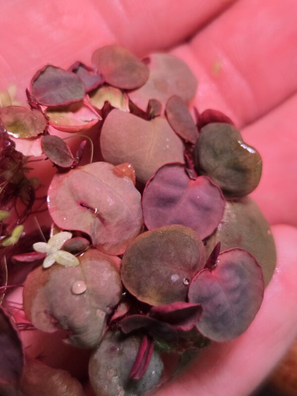 Close-up of Red Root Floater Portion resting on hand, showing red and green round leaves close up